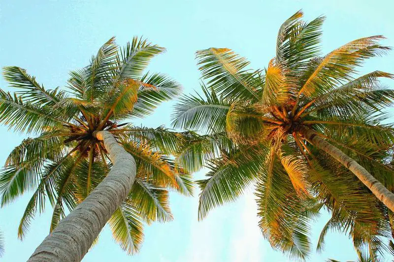beach-maafushi-maldives-palm-trees