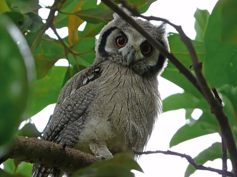 owl-watching-seychelles