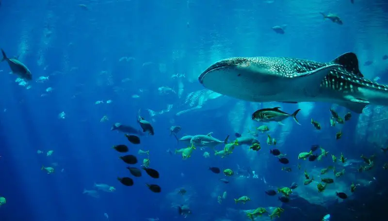 whale-shark-seychelles