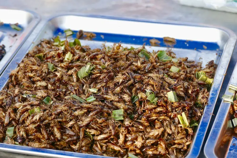 insects-delicacy-thailand