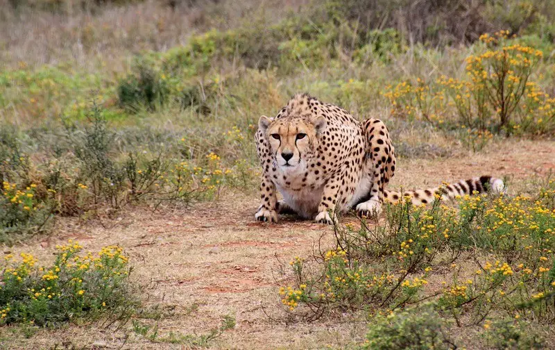 kruger-national-park-leopard
