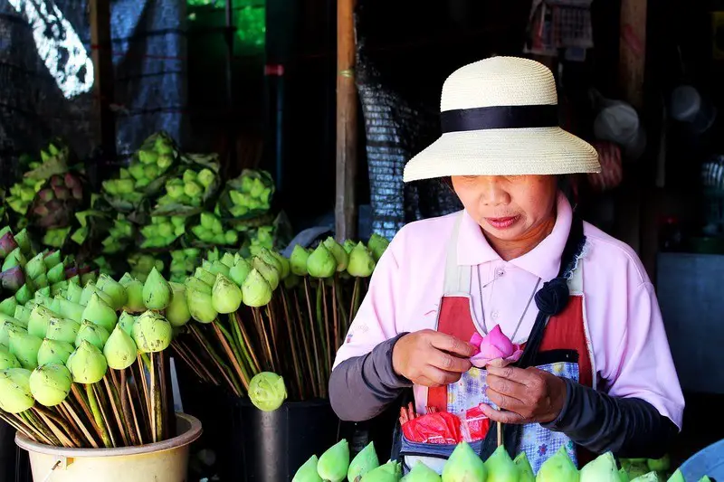 chiang-mai-lotus-flower-market