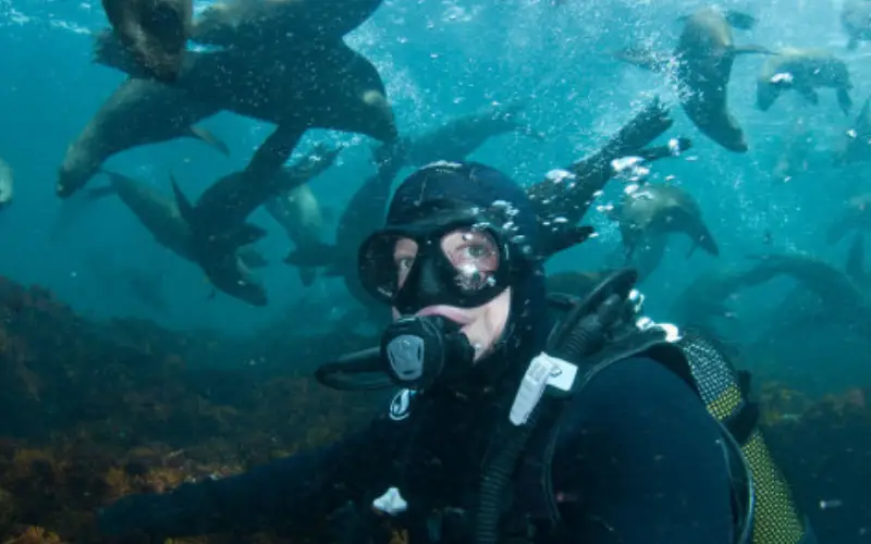 diver surrounded by seals