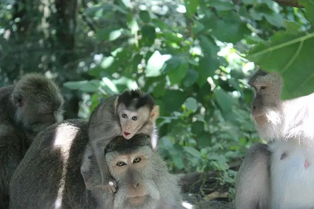 bali-monkeys