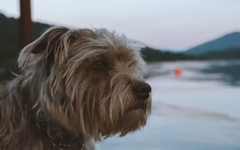 dog looking at sea