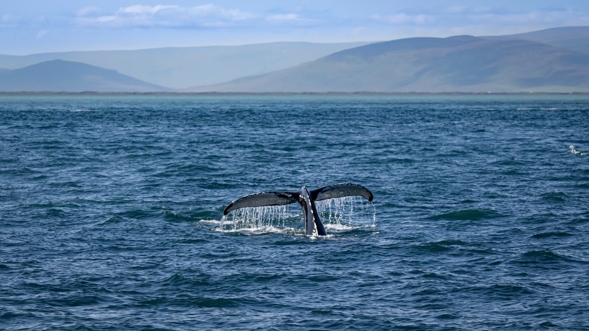whale in iceland