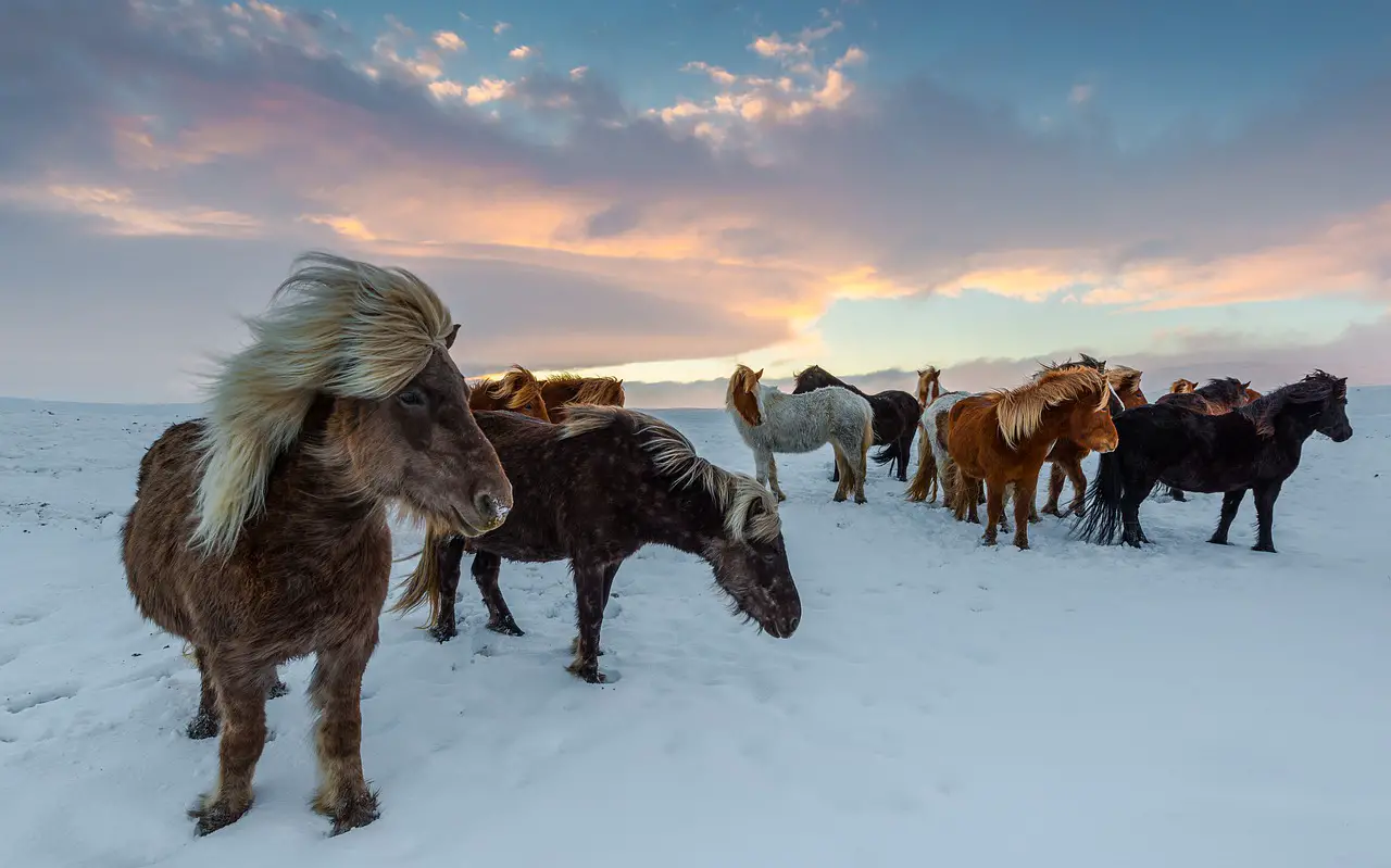 A herd of Icelandic horses standing in the snow