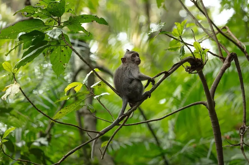 Long tailed monkey at Ubud Sacred Monkey Forest Sanctuary