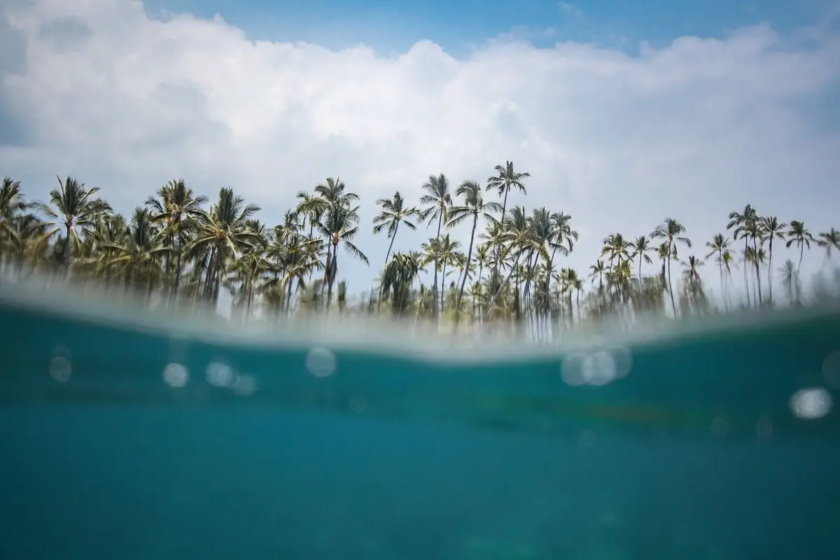 blue-water-and-palm-trees