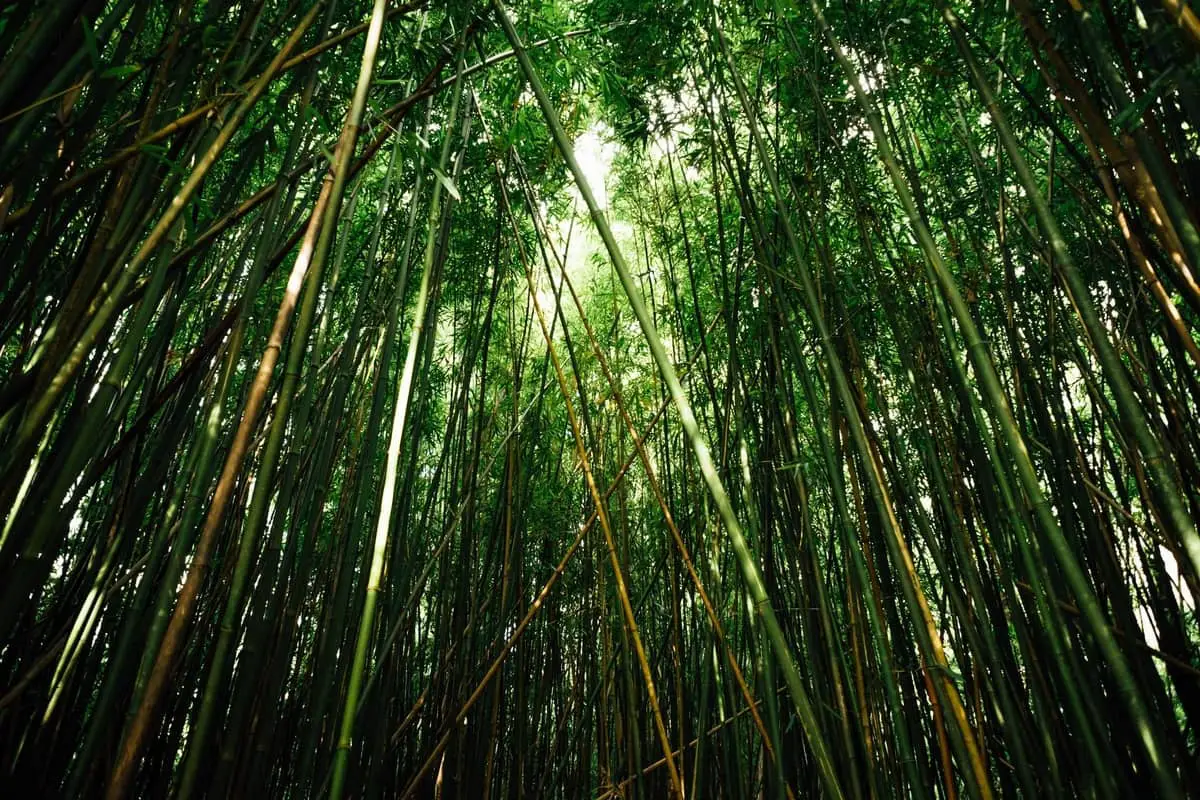 green-japanese-bamboos-standing-tall-up-close