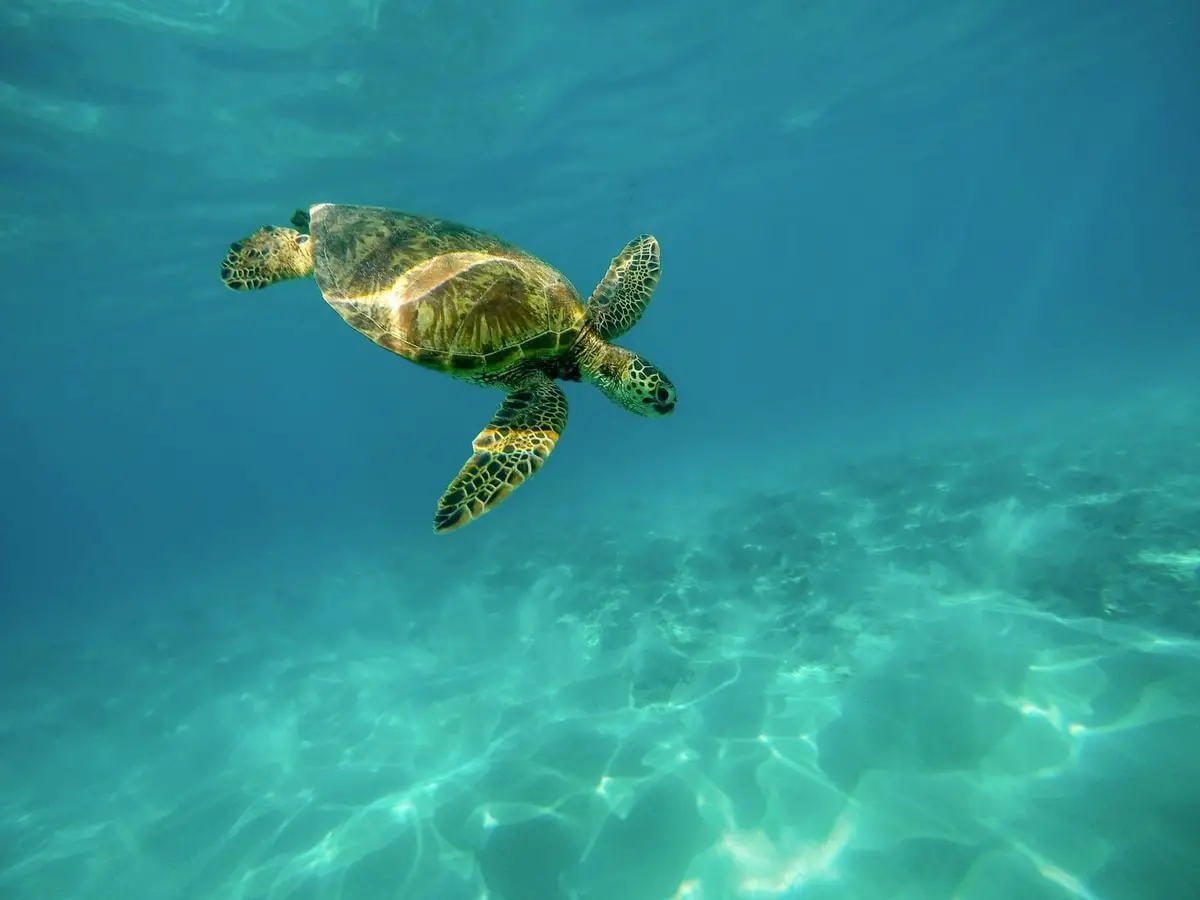 sea-turtle-swimming-in-the-ocean