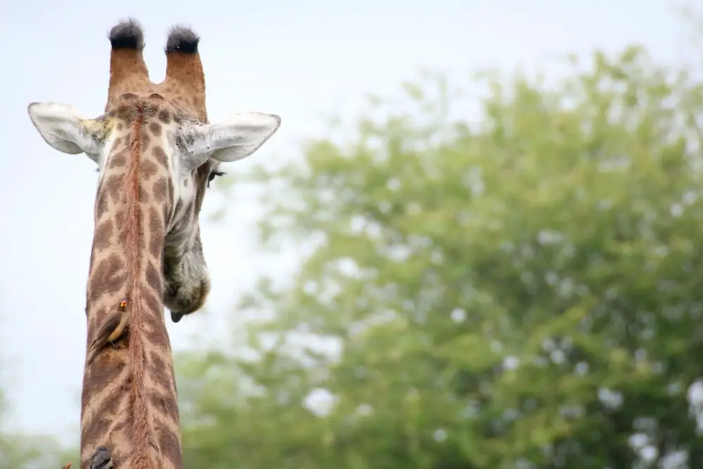 The back of a giraffe's head