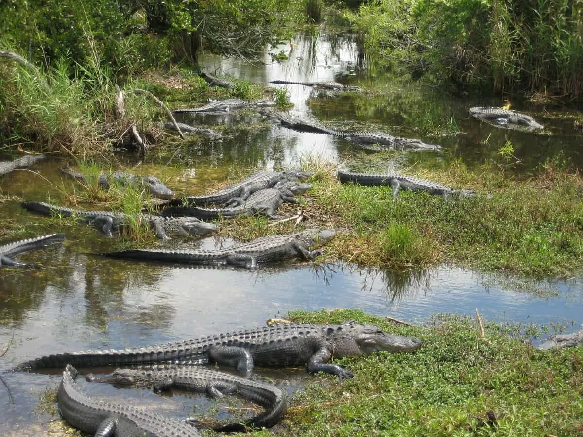 alligators-in-everglades-wetlands-park-florida