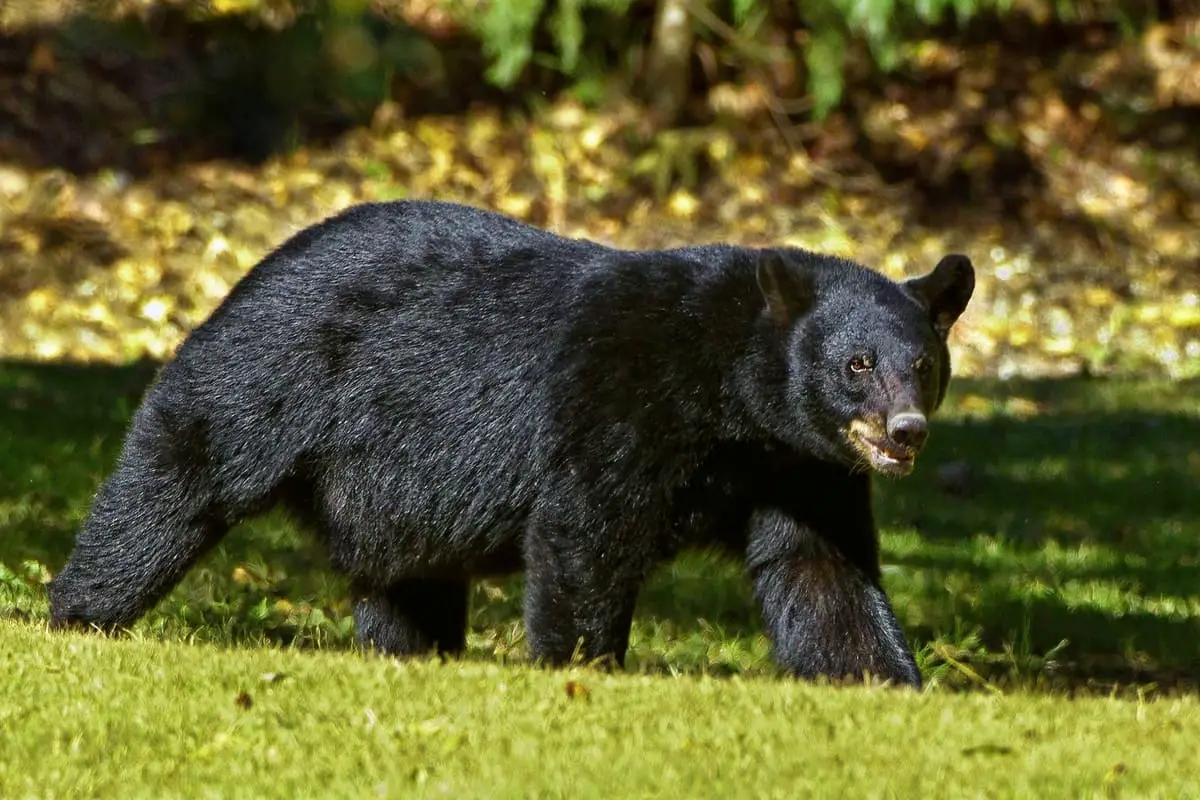 black-bear-walking-on-grass