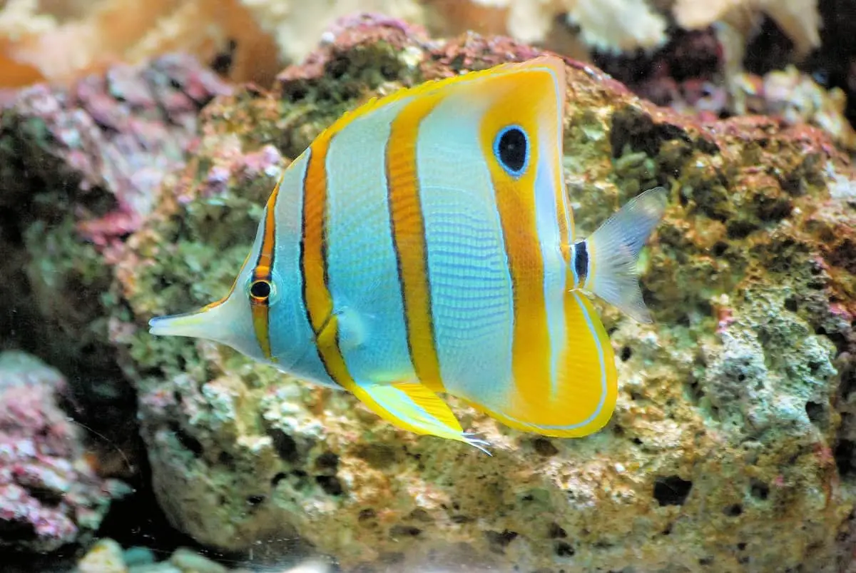 butterfly-fish-swimming-in-florida