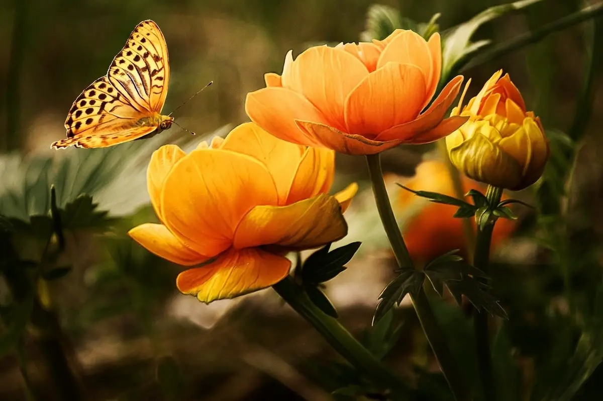 butterfly-on-an-orange-flower