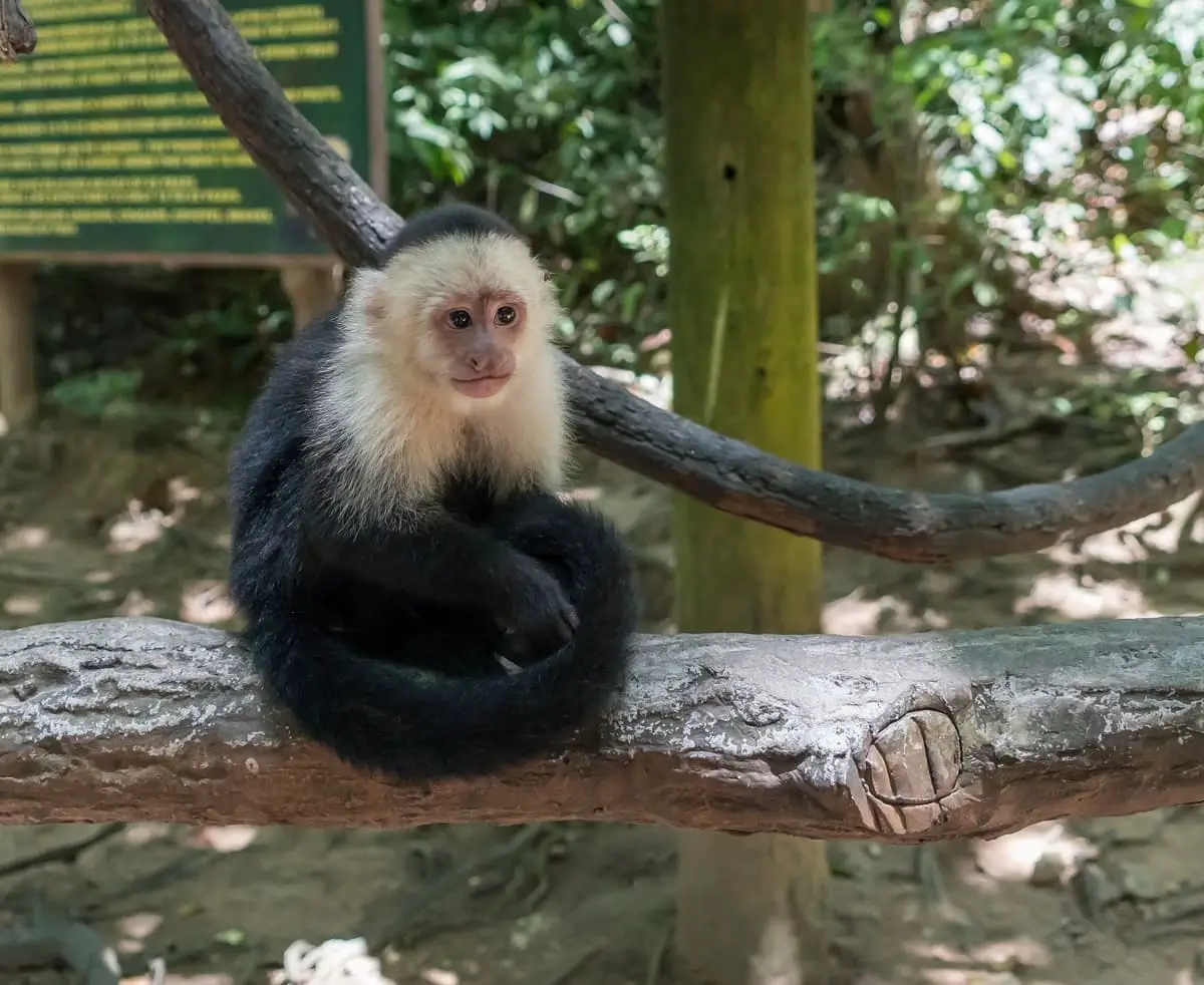 capuchin-monkey-on-wooden-beam