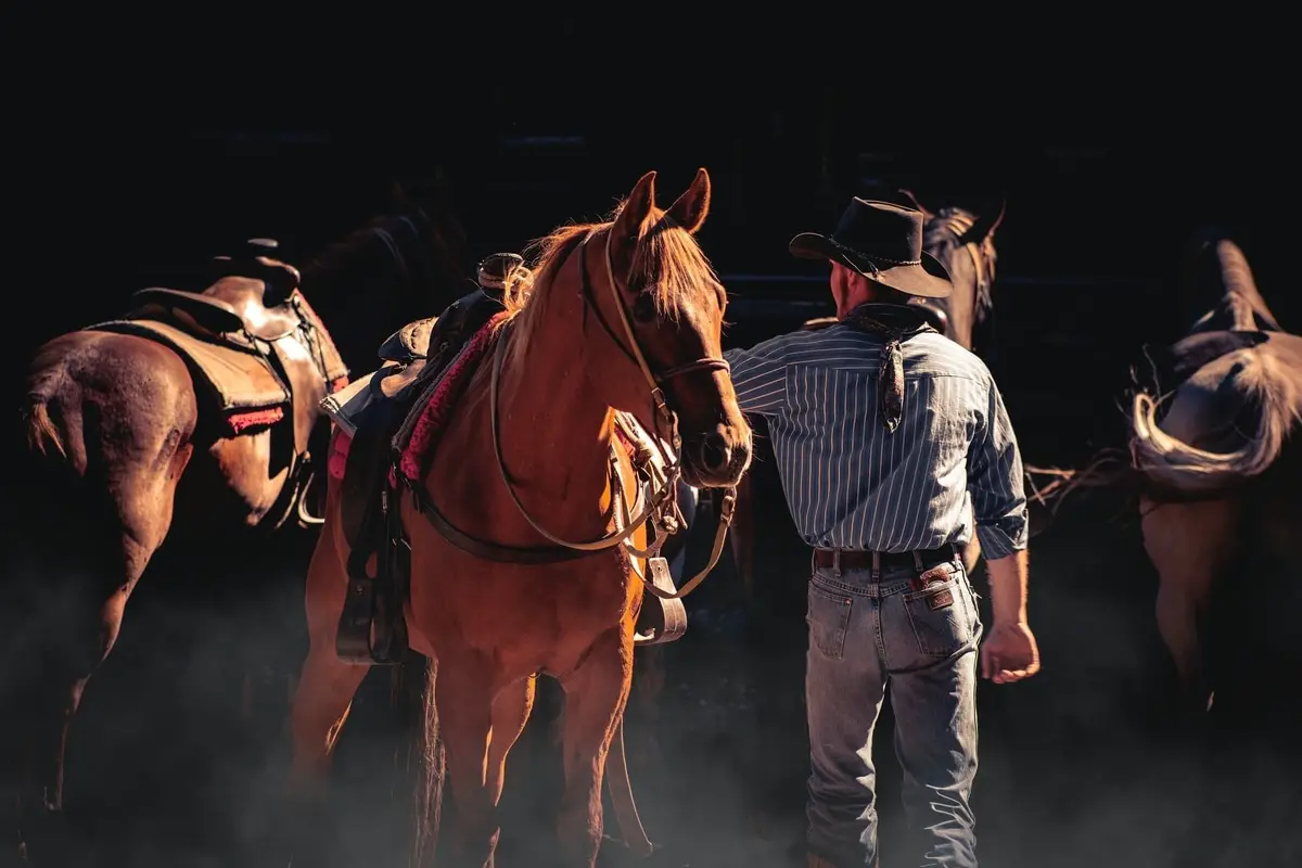 Cowboy tending horses on ranch
