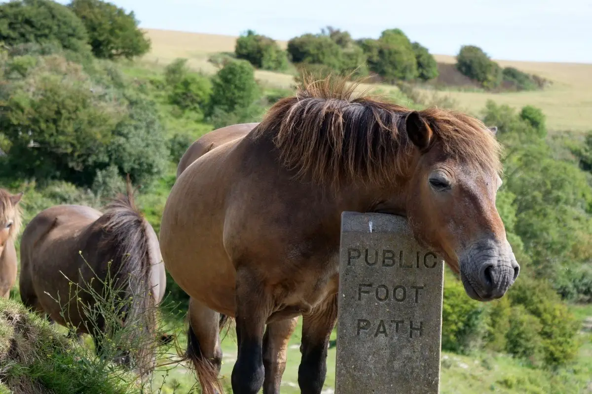 pony resting his head on a path sign