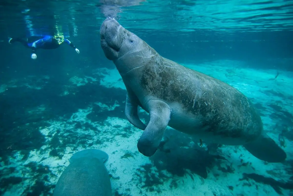manatee -with-snorkelling-person-swimming-wth-them
