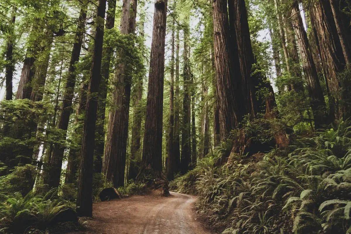 californias-giant-redwood-trees-places-to-visit-bay-area