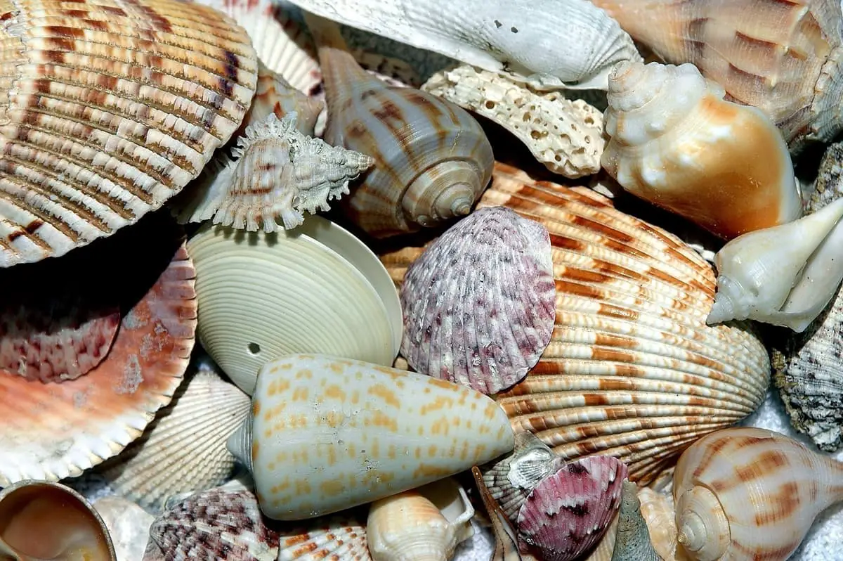 seashells-grouped-together-on-the-ground