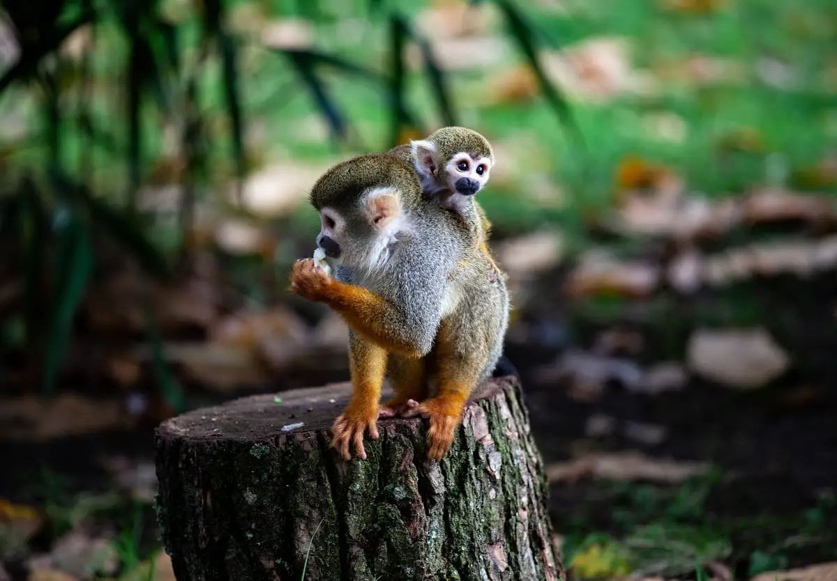 spider-monkey-mother-and-baby-on-a-tree-stump