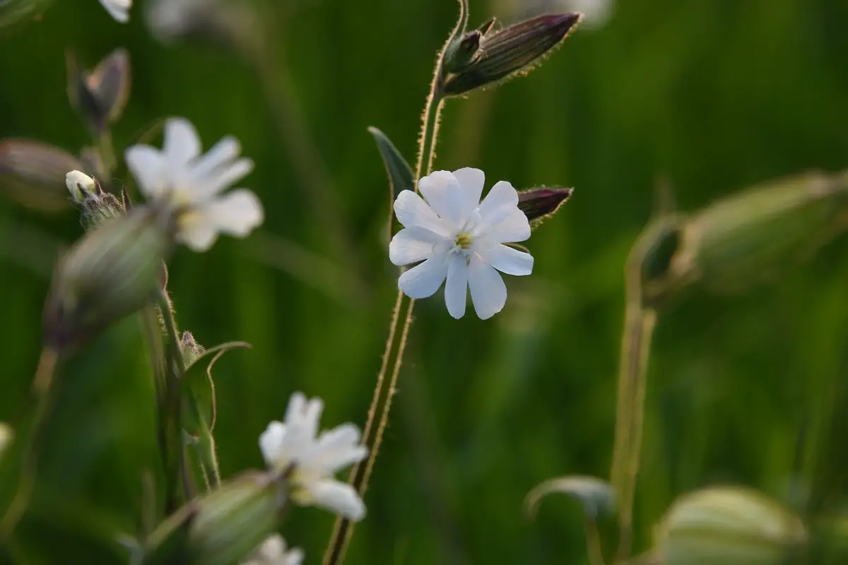 white-flowers-in-a-garden