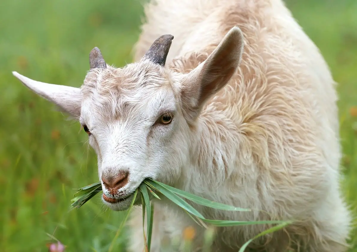 young-goat-eating-grass-in-field