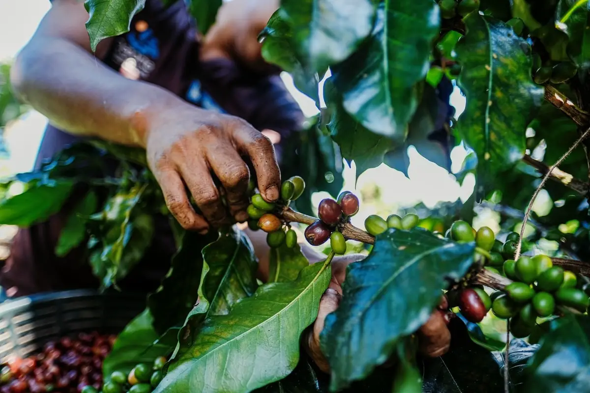 Man picking coffee berries on a coffee plantation in Guatemala