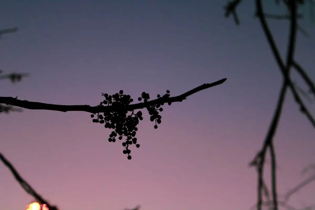 Branch with small berries in front of sunset in Peoria, Illinois