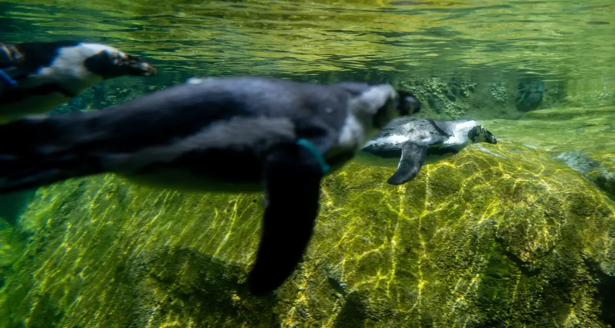 Penguins swimming underwater at the zoo