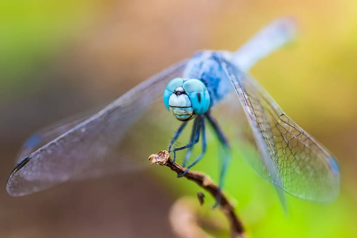 Close up shot of a dragonfly