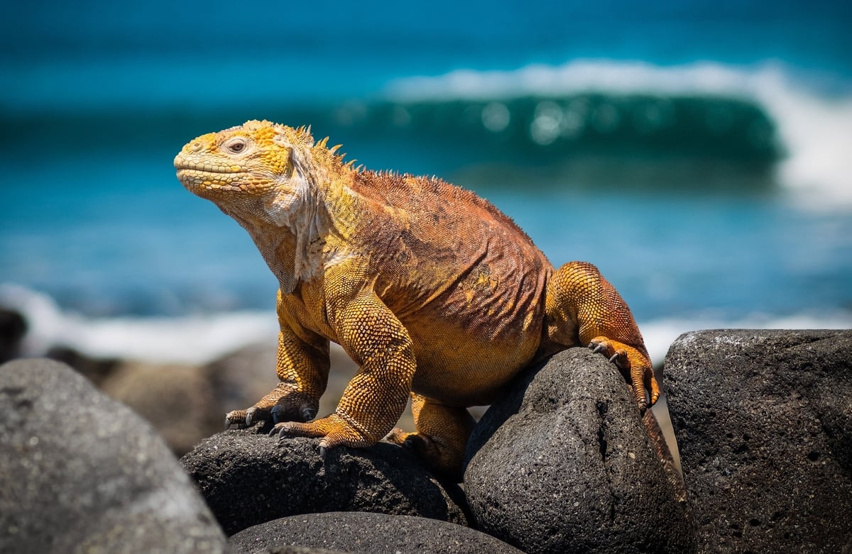 Iguana on Galapagos Island