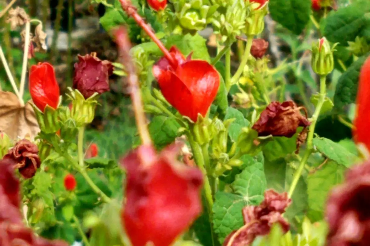 Red flowers at Lubbock Memorial Arboretum in Lobbuck, Texas