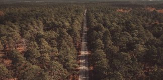 Aerial shot of North Carolina woods and road