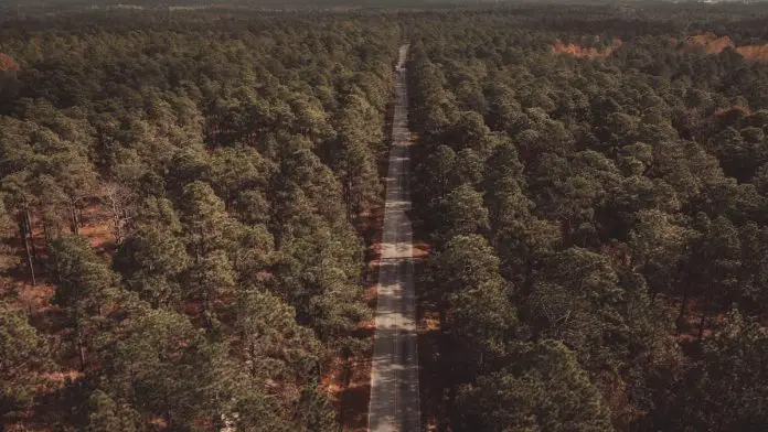 Aerial shot of North Carolina woods and road