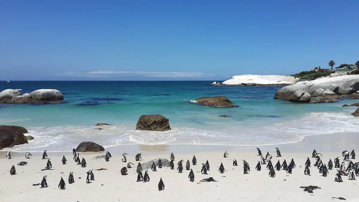 penguins-on-boulders-beach