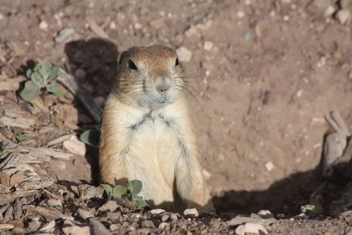 A prairie dog coming out of hiding in Lubbock