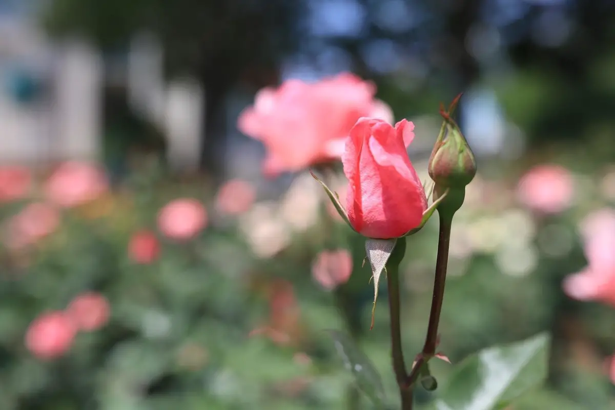 rosebud-in-a-rose-garden